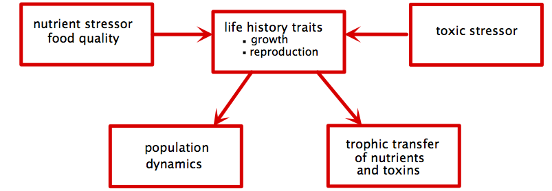 Stoichiometric Ecotoxicology Diagram